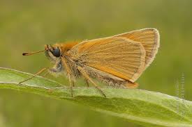 Attēlu rezultāti vaicājumam “Thymelicus sylvestris underside”