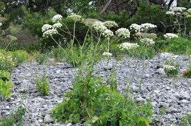 Attēlu rezultāti vaicājumam “Laserpitium latifolium leaf”