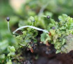 Attēlu rezultāti vaicājumam “Lophocolea heterophylla”