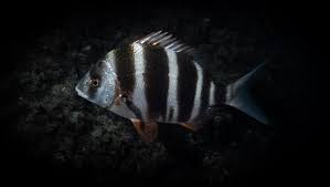 Image result for Diplodus cervinus