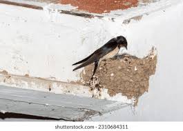 Attēlu rezultāti vaicājumam “Hirundo rustica adult”