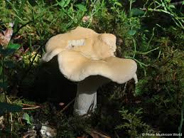 Attēlu rezultāti vaicājumam “Hydnum repandum”