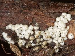 Attēlu rezultāti vaicājumam “Lasiosphaeria ovina”