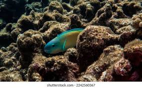Image result for Chlorurus perspicillatus