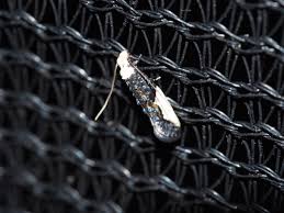 Attēlu rezultāti vaicājumam “Monopis monachella”