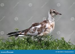 Attēlu rezultāti vaicājumam “Larus ridibundus juvenile”