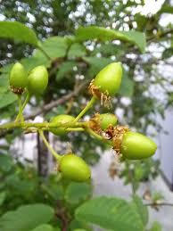 Attēlu rezultāti vaicājumam “Padus avium fruit”