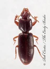 Attēlu rezultāti vaicājumam “Clivina fossor”