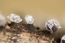 Attēlu rezultāti vaicājumam “Trichia longipalpis macro”