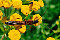 Attēlu rezultāti vaicājumam “Necydalis major”