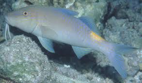 Image result for Parupeneus cyclostomus