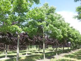 Attēlu rezultāti vaicājumam “Phellodendron amurense bud”