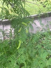 Attēlu rezultāti vaicājumam “Ambrosia artemisiifolia”