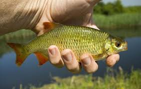 Image result for Cheadle Angling Club