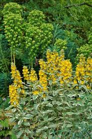 Attēlu rezultāti vaicājumam “Lysimachia punctata flower”