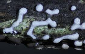 Attēlu rezultāti vaicājumam “Physarum bitectum sessile”