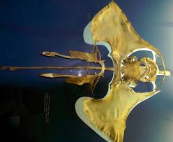 Image result for Dipturus laevis