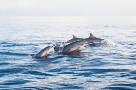 Image result for Dolphin Sub Aqua