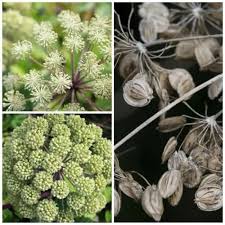 Image result for Angelica archangelica