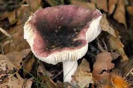 Attēlu rezultāti vaicājumam “Russulales”