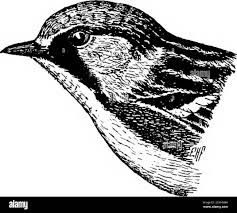 Image result for Dendroica pensylvanica