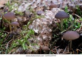 Attēlu rezultāti vaicājumam “Strobilurus esculentus”