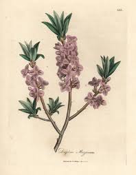 Attēlu rezultāti vaicājumam “Daphne mezereum flower”