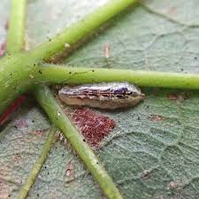 Attēlu rezultāti vaicājumam “Syrphus sp. imago”