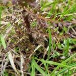 Attēlu rezultāti vaicājumam “Pedicularis palustris fruit”