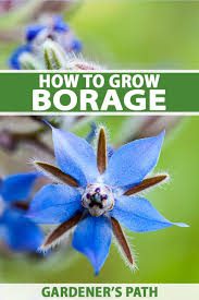 Image result for Borago officinalis