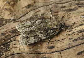 Attēlu rezultāti vaicājumam “Acronicta rumicis”