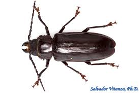 Attēlu rezultāti vaicājumam “Craterium aureum stalked”