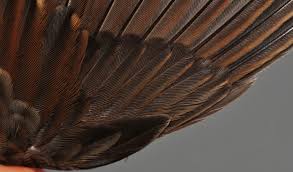 Attēlu rezultāti vaicājumam “Prunella modularis adult”