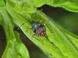 Attēlu rezultāti vaicājumam “Deraeocoris ruber imago”