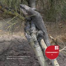 Attēlu rezultāti vaicājumam “Langermania gigantea”