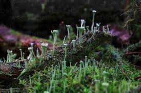 Attēlu rezultāti vaicājumam “Cladonia fimbriata”