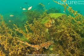 Image result for Haploblepharus edwardsii