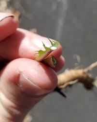 Attēlu rezultāti vaicājumam “Taraxacum officinale aggr. leaf”
