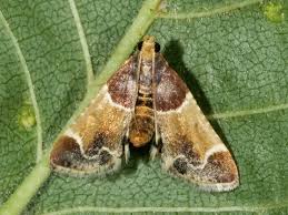 Attēlu rezultāti vaicājumam “Pyralis farinalis”