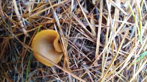 Attēlu rezultāti vaicājumam “Otidea onotica”