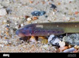 Attēlu rezultāti vaicājumam “Lampetra planeri”