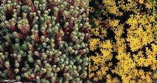 Image result for Sedum acre