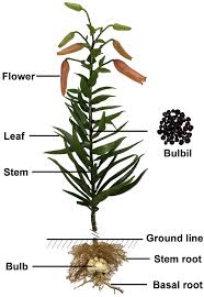 Attēlu rezultāti vaicājumam “Lilium lancifolium bud”