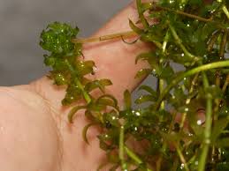 Attēlu rezultāti vaicājumam “Hydrilla verticillata”