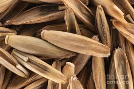 Attēlu rezultāti vaicājumam “Festuca pratensis”