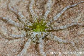 Attēlu rezultāti vaicājumam “Edwardsiana geometrica”