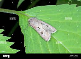 Attēlu rezultāti vaicājumam “Agrotis exclamationis”