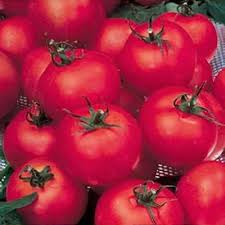 Attēlu rezultāti vaicājumam “Lycopersicon esculentum leaf”