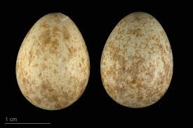 Attēlu rezultāti vaicājumam “Erithacus rubecula eggs”