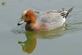 Attēlu rezultāti vaicājumam “Anas penelope”